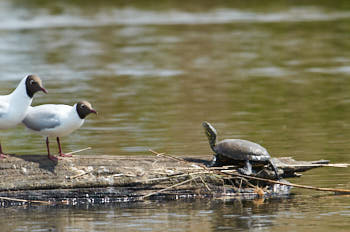 Faune des marais<br>NIKON D300S, 700 mm, 900 ISO,  1/1600 sec,  f : 8 